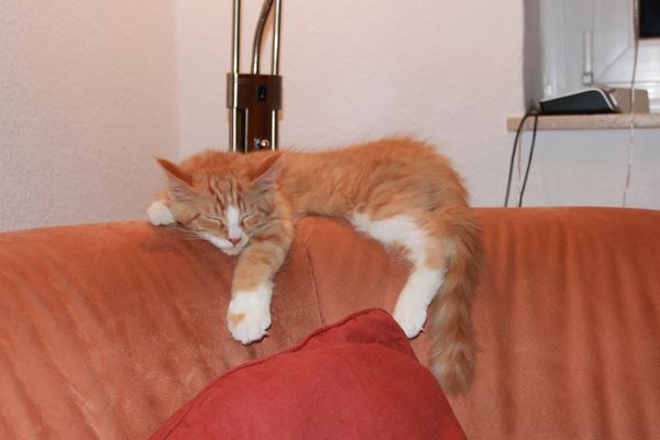 Undercover-Coon´s Rufus (Garfield) Bild 1