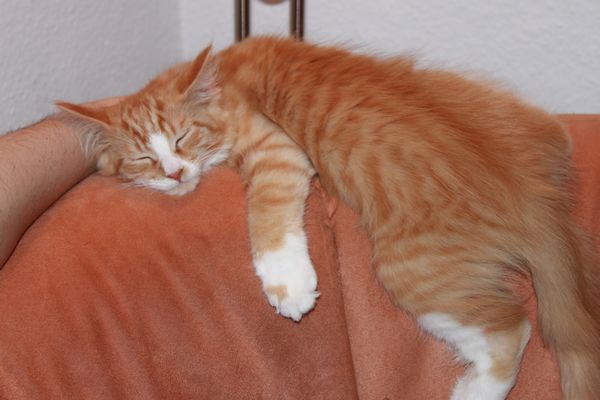 Undercover-Coon´s Rufus (Garfield) Bild 2