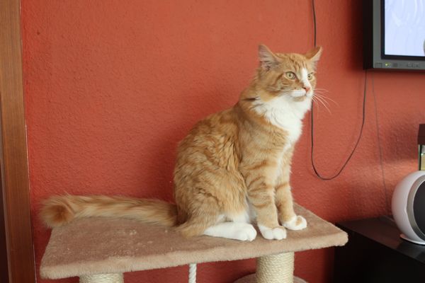 Undercover-Coon´s Rufus (Garfield) Bild 9