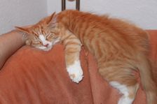 Rufus (Garfield) am 04.02.2011 Bild 2