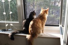 Rufus (Garfield) und Baylee (Gladys) am 19.04.2011 Bild 10