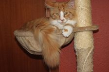 Rufus (Garfield) am 19.04.2011 Bild 11