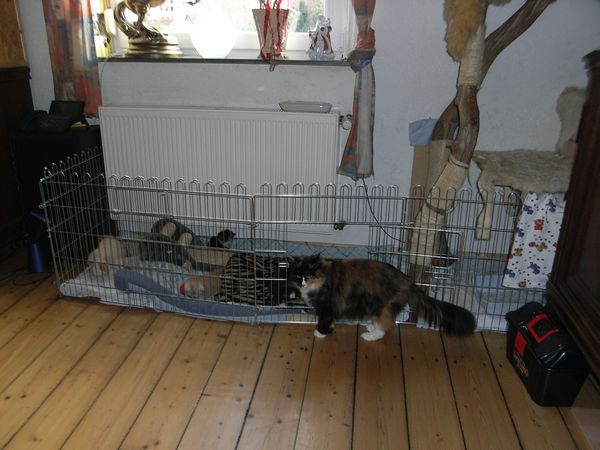 Kinderstube: der jetzige Babylaufstall Bild 3